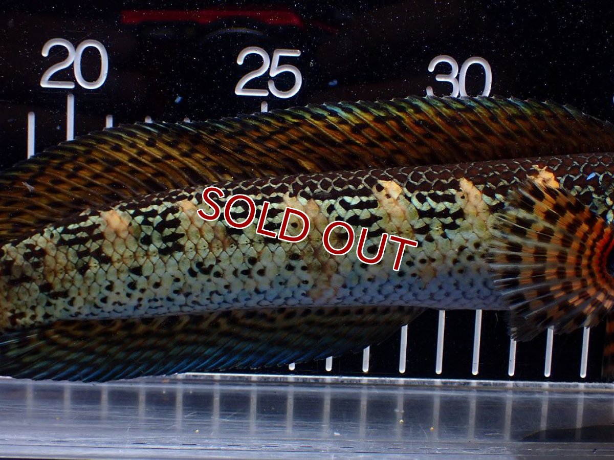 画像7: 【淡水魚】【通販】激安 美個体 大きめ バイオレットスネークヘッド【１匹 サンプル画像】(±26cm)(大型魚・スネークヘッド)(生体)(熱帯魚)NKO (7)