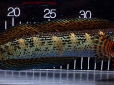 画像7: 【淡水魚】【通販】激安 美個体 大きめ バイオレットスネークヘッド【個体販売】(±27cm)(大型魚・スネークヘッド)(生体)(熱帯魚)NKO (7)