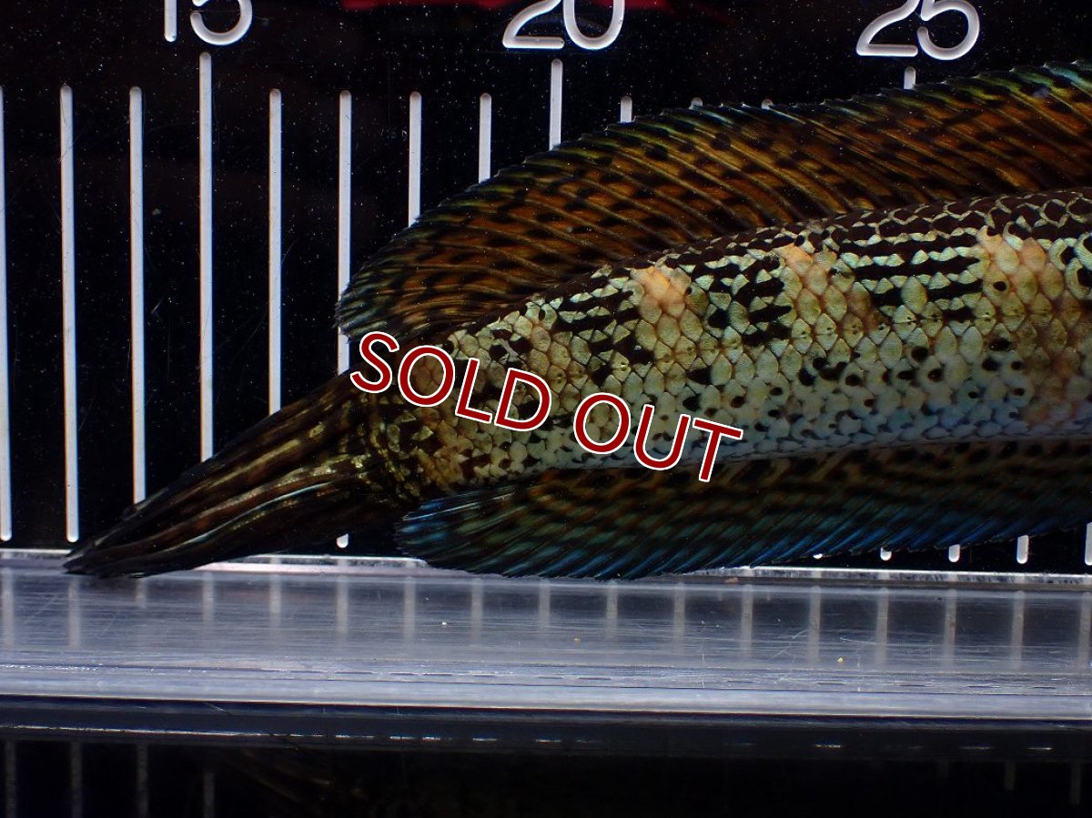 画像8: 【淡水魚】【通販】激安 美個体 大きめ バイオレットスネークヘッド【１匹 サンプル画像】(±26cm)(大型魚・スネークヘッド)(生体)(熱帯魚)NKO (8)