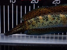 画像8: 【淡水魚】【通販】激安 美個体 大きめ バイオレットスネークヘッド【個体販売】(±27cm)(大型魚・スネークヘッド)(生体)(熱帯魚)NKO (8)