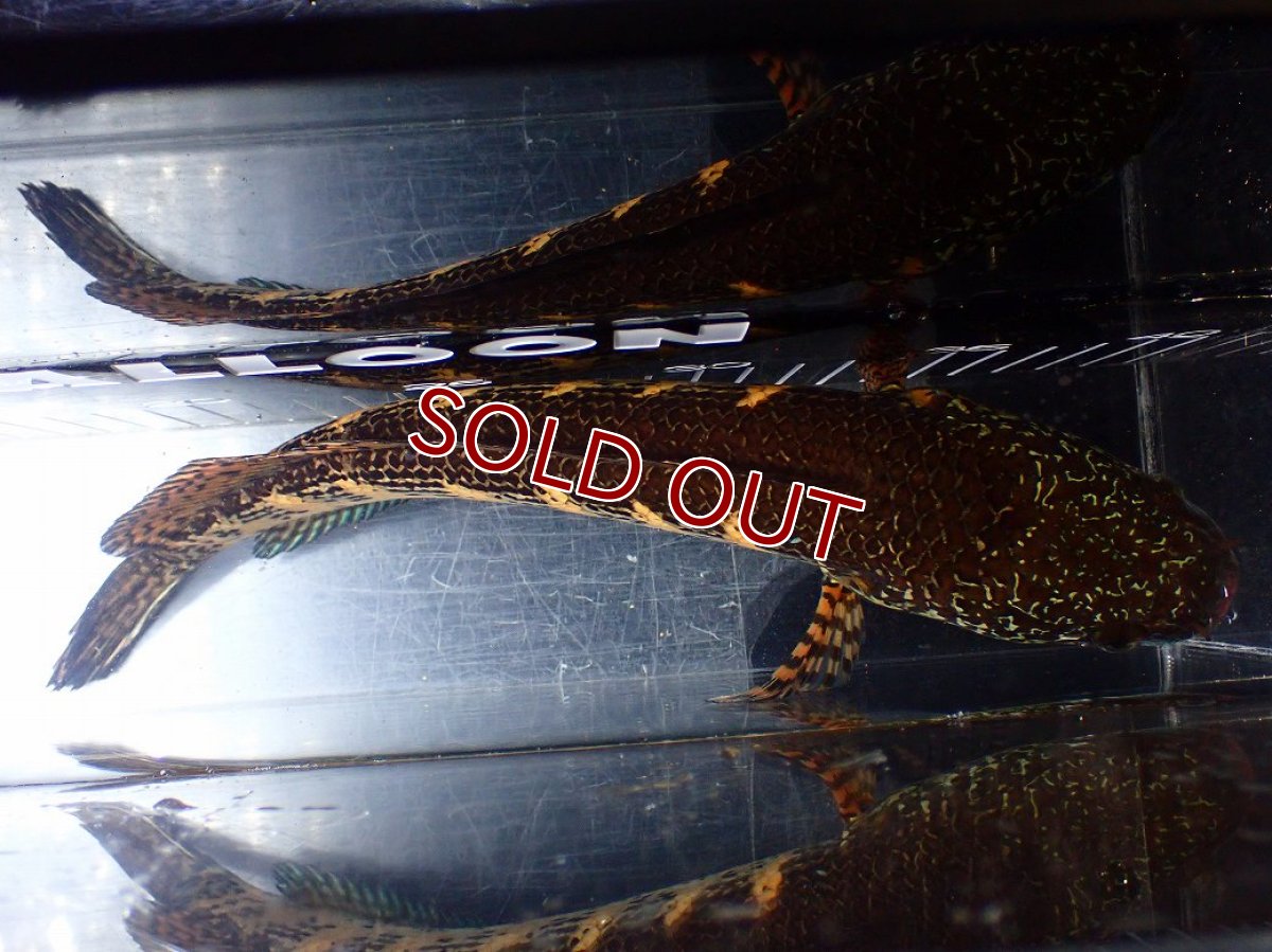 画像9: 【淡水魚】【通販】激安 美個体 大きめ バイオレットスネークヘッド【１匹 サンプル画像】(±26cm)(大型魚・スネークヘッド)(生体)(熱帯魚)NKO (9)