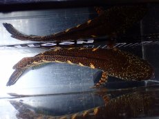 画像9: 【淡水魚】【通販】激安 美個体 大きめ バイオレットスネークヘッド【個体販売】(±27cm)(大型魚・スネークヘッド)(生体)(熱帯魚)NKO (9)