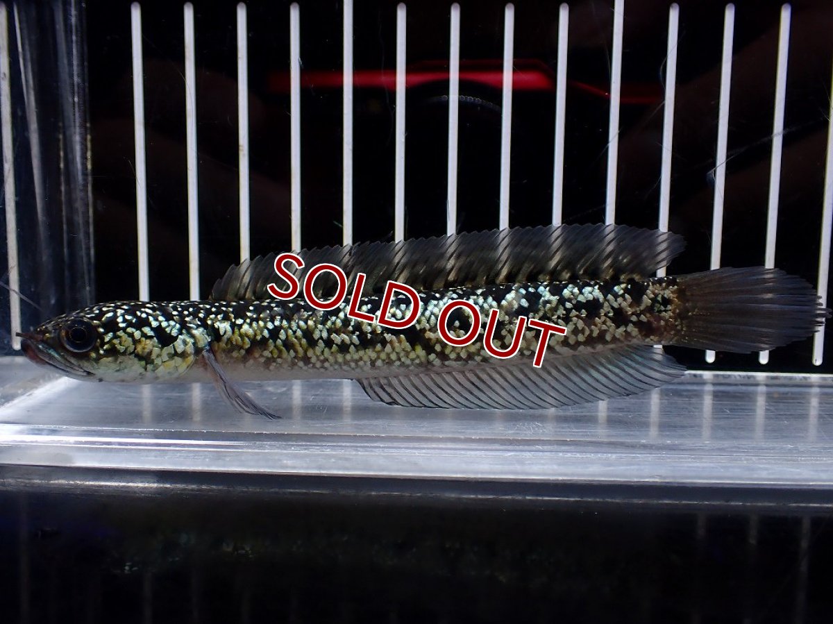 画像1: 【淡水魚】【通販】激レア No1 金天目(Gold tenmoku)【個体販売】(±12cm)(大型魚・スネークヘッド)(生体)(熱帯魚)NKO (1)