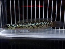 画像1: 【淡水魚】【通販】激レア No1 金天目(Gold tenmoku)【個体販売】(±12cm)(大型魚・スネークヘッド)(生体)(熱帯魚)NKO (1)