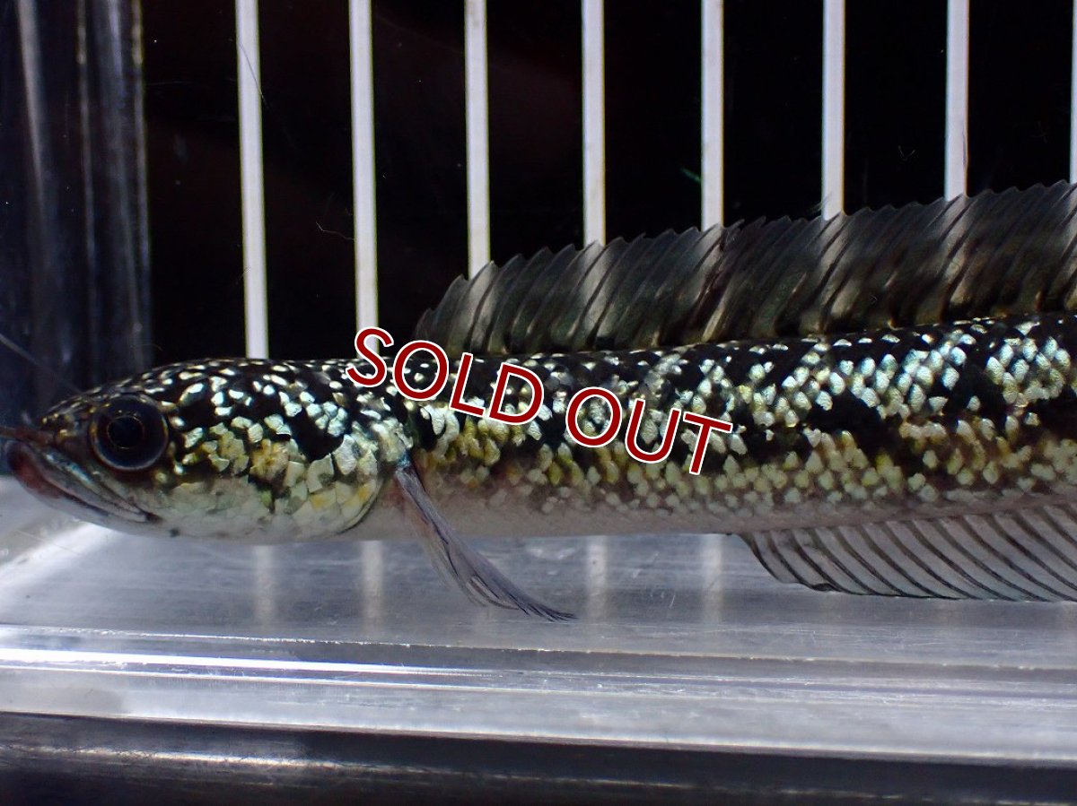 画像2: 【淡水魚】【通販】激レア No1 金天目(Gold tenmoku)【個体販売】(±12cm)(大型魚・スネークヘッド)(生体)(熱帯魚)NKO (2)