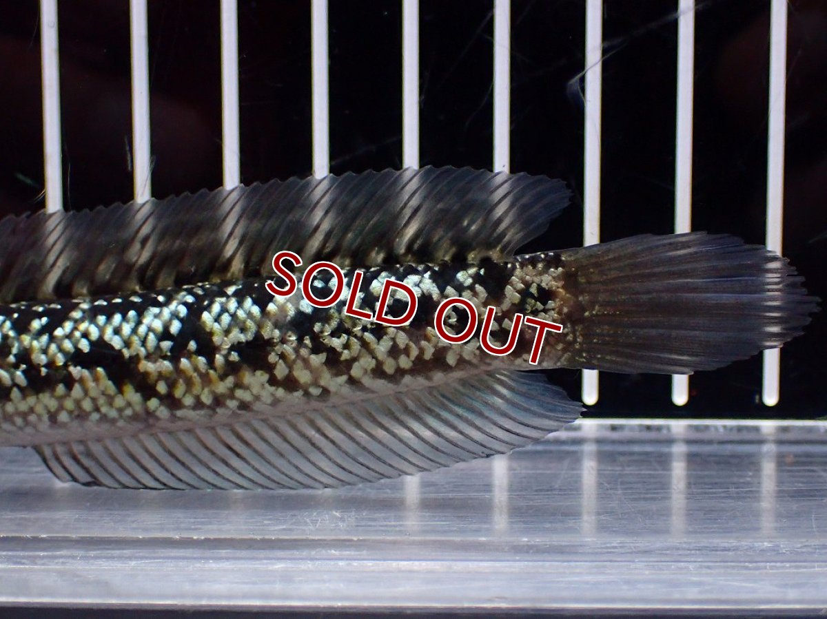 画像3: 【淡水魚】【通販】激レア No1 金天目(Gold tenmoku)【個体販売】(±12cm)(大型魚・スネークヘッド)(生体)(熱帯魚)NKO (3)