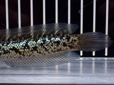 画像3: 【淡水魚】【通販】激レア No1 金天目(Gold tenmoku)【個体販売】(±12cm)(大型魚・スネークヘッド)(生体)(熱帯魚)NKO (3)