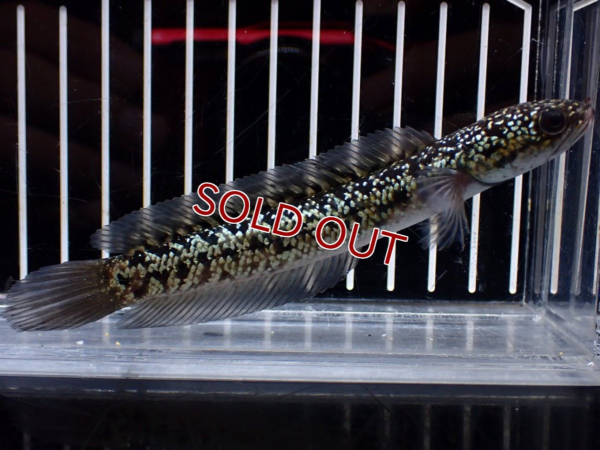 画像4: 【淡水魚】【通販】激レア No1 金天目(Gold tenmoku)【個体販売】(±12cm)(大型魚・スネークヘッド)(生体)(熱帯魚)NKO (4)
