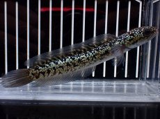画像4: 【淡水魚】【通販】激レア No1 金天目(Gold tenmoku)【個体販売】(±12cm)(大型魚・スネークヘッド)(生体)(熱帯魚)NKO (4)
