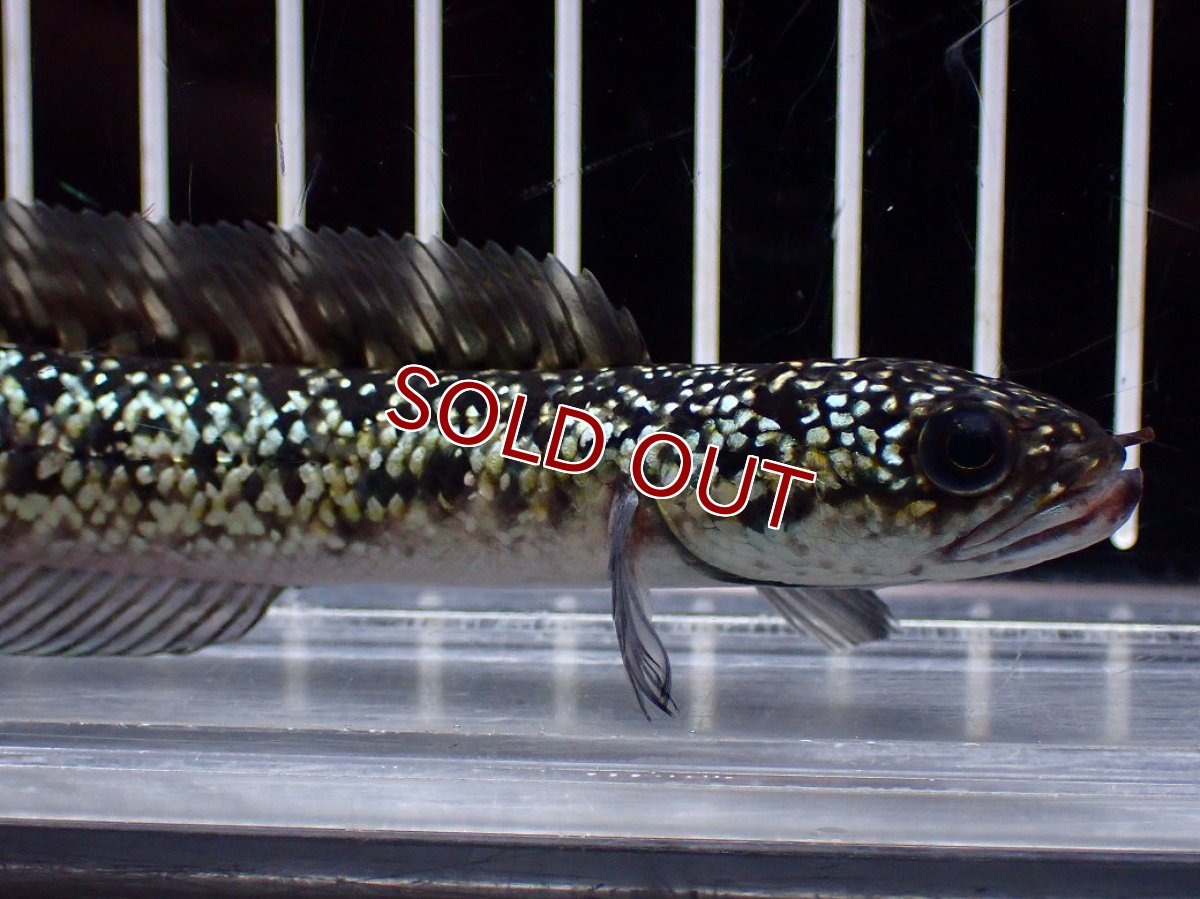 画像5: 【淡水魚】【通販】激レア No1 金天目(Gold tenmoku)【個体販売】(±12cm)(大型魚・スネークヘッド)(生体)(熱帯魚)NKO (5)