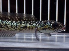 画像5: 【淡水魚】【通販】激レア No1 金天目(Gold tenmoku)【個体販売】(±12cm)(大型魚・スネークヘッド)(生体)(熱帯魚)NKO (5)
