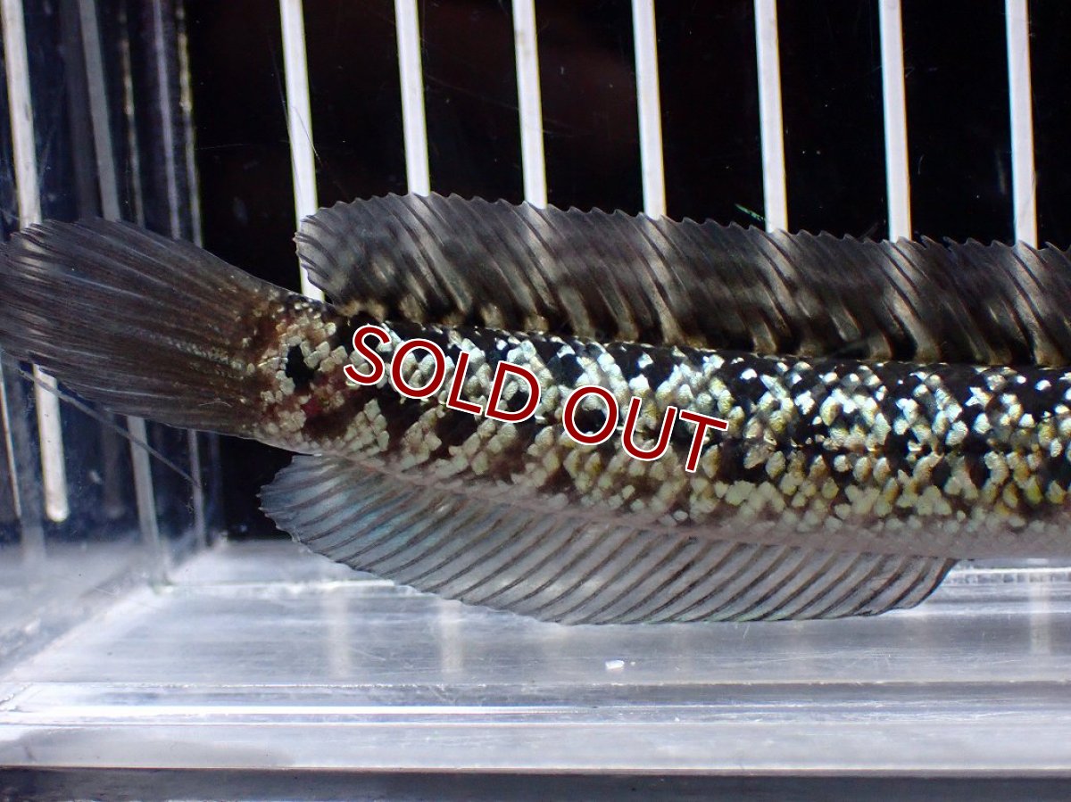 画像6: 【淡水魚】【通販】激レア No1 金天目(Gold tenmoku)【個体販売】(±12cm)(大型魚・スネークヘッド)(生体)(熱帯魚)NKO (6)