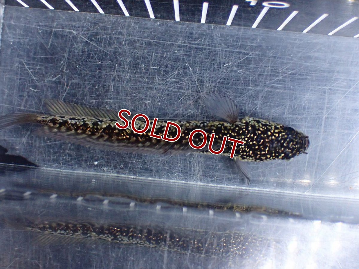 画像7: 【淡水魚】【通販】激レア No1 金天目(Gold tenmoku)【個体販売】(±12cm)(大型魚・スネークヘッド)(生体)(熱帯魚)NKO (7)