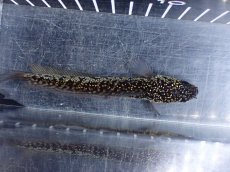 画像7: 【淡水魚】【通販】激レア No1 金天目(Gold tenmoku)【個体販売】(±12cm)(大型魚・スネークヘッド)(生体)(熱帯魚)NKO (7)