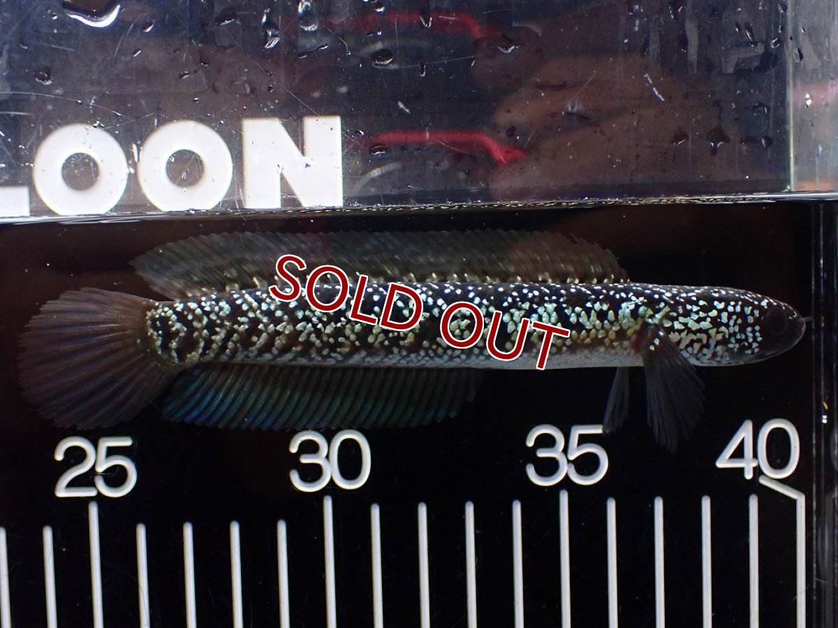 画像1: 【淡水魚】【通販】激レア No1 藍天目(Blue tenmoku)【個体販売】(±13cm)(大型魚・スネークヘッド)(生体)(熱帯魚)NKO (1)