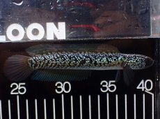 画像1: 【淡水魚】【通販】激レア No1 藍天目(Blue tenmoku)【個体販売】(±13cm)(大型魚・スネークヘッド)(生体)(熱帯魚)NKO (1)
