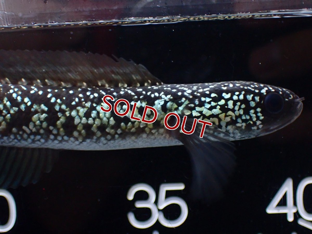 画像2: 【淡水魚】【通販】激レア No1 藍天目(Blue tenmoku)【個体販売】(±13cm)(大型魚・スネークヘッド)(生体)(熱帯魚)NKO (2)