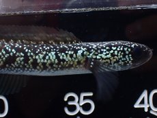 画像2: 【淡水魚】【通販】激レア No1 藍天目(Blue tenmoku)【個体販売】(±13cm)(大型魚・スネークヘッド)(生体)(熱帯魚)NKO (2)