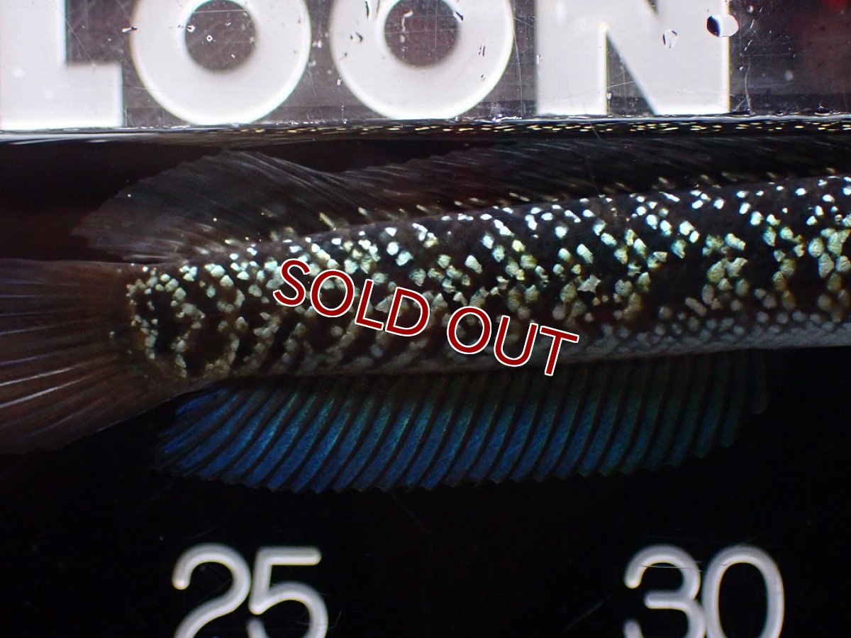 画像3: 【淡水魚】【通販】激レア No1 藍天目(Blue tenmoku)【個体販売】(±13cm)(大型魚・スネークヘッド)(生体)(熱帯魚)NKO (3)