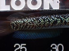 画像3: 【淡水魚】【通販】激レア No1 藍天目(Blue tenmoku)【個体販売】(±13cm)(大型魚・スネークヘッド)(生体)(熱帯魚)NKO (3)
