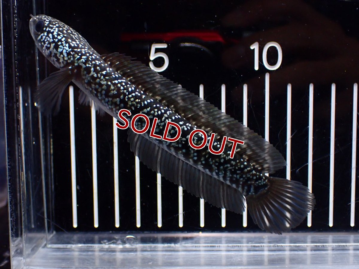 画像4: 【淡水魚】【通販】激レア No1 藍天目(Blue tenmoku)【個体販売】(±13cm)(大型魚・スネークヘッド)(生体)(熱帯魚)NKO (4)