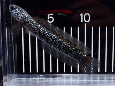 画像4: 【淡水魚】【通販】激レア No1 藍天目(Blue tenmoku)【個体販売】(±13cm)(大型魚・スネークヘッド)(生体)(熱帯魚)NKO (4)