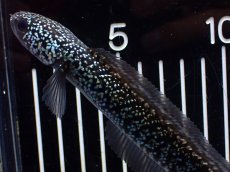 画像5: 【淡水魚】【通販】激レア No1 藍天目(Blue tenmoku)【個体販売】(±13cm)(大型魚・スネークヘッド)(生体)(熱帯魚)NKO (5)