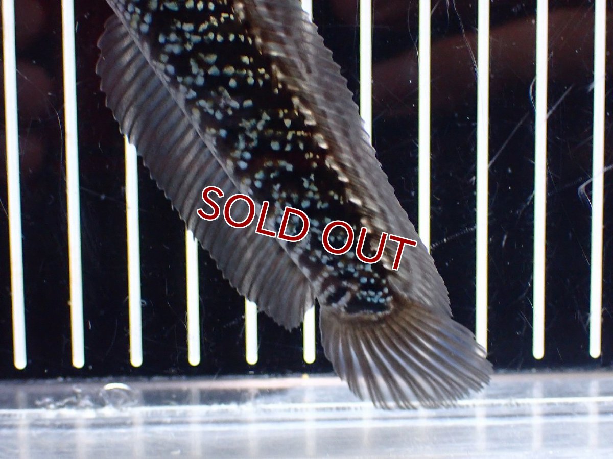 画像6: 【淡水魚】【通販】激レア No1 藍天目(Blue tenmoku)【個体販売】(±13cm)(大型魚・スネークヘッド)(生体)(熱帯魚)NKO (6)