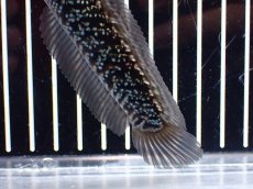 画像6: 【淡水魚】【通販】激レア No1 藍天目(Blue tenmoku)【個体販売】(±13cm)(大型魚・スネークヘッド)(生体)(熱帯魚)NKO (6)