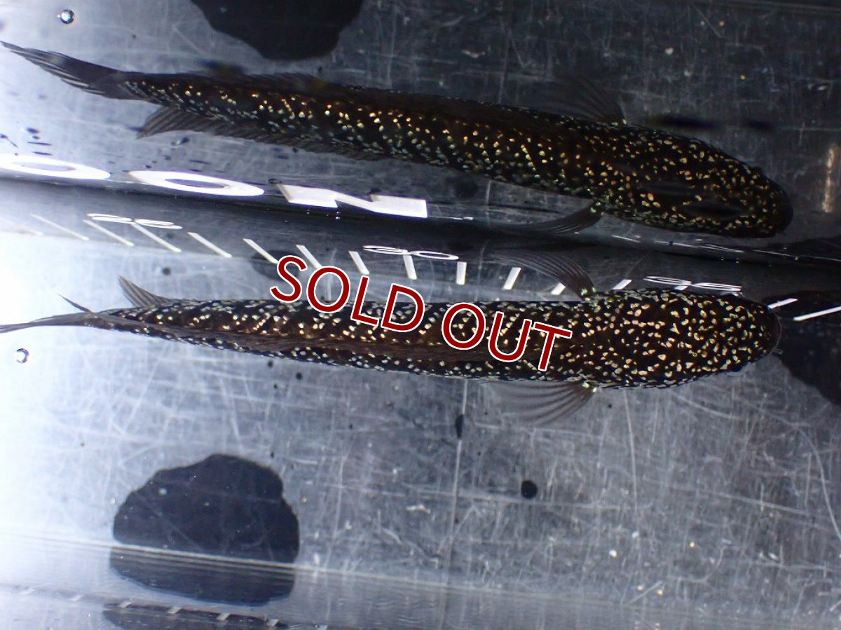 画像7: 【淡水魚】【通販】激レア No1 藍天目(Blue tenmoku)【個体販売】(±13cm)(大型魚・スネークヘッド)(生体)(熱帯魚)NKO (7)