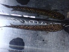 画像7: 【淡水魚】【通販】激レア No1 藍天目(Blue tenmoku)【個体販売】(±13cm)(大型魚・スネークヘッド)(生体)(熱帯魚)NKO (7)