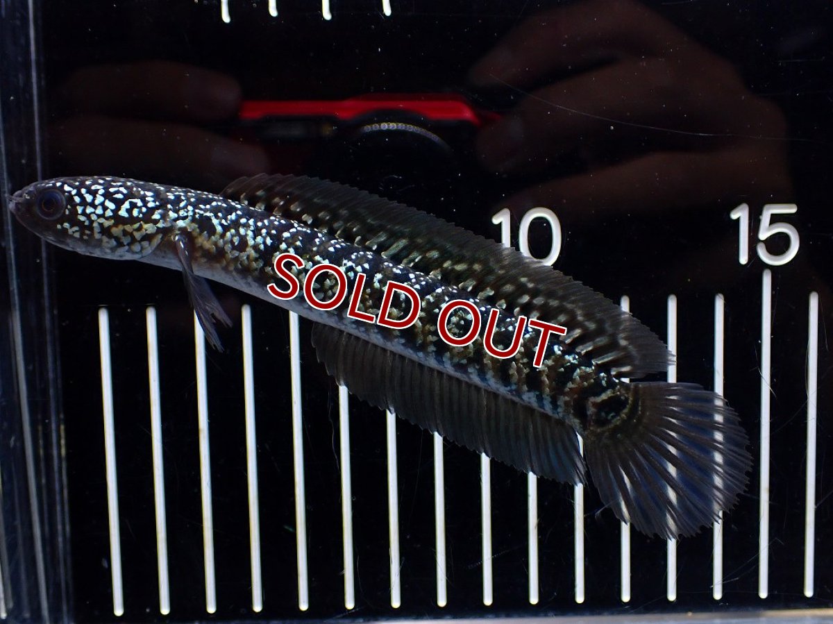 画像1: 【淡水魚】【通販】激レア No2 藍天目(Blue tenmoku)【個体販売】(±12cm)(大型魚・スネークヘッド)(生体)(熱帯魚)NKO (1)