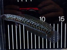 画像1: 【淡水魚】【通販】激レア No2 藍天目(Blue tenmoku)【個体販売】(±12cm)(大型魚・スネークヘッド)(生体)(熱帯魚)NKO (1)