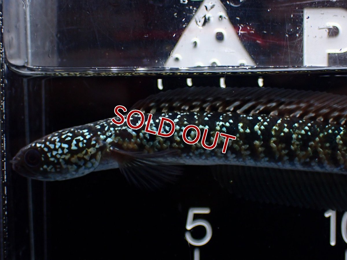 画像2: 【淡水魚】【通販】激レア No2 藍天目(Blue tenmoku)【個体販売】(±12cm)(大型魚・スネークヘッド)(生体)(熱帯魚)NKO (2)