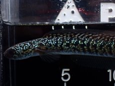 画像2: 【淡水魚】【通販】激レア No2 藍天目(Blue tenmoku)【個体販売】(±12cm)(大型魚・スネークヘッド)(生体)(熱帯魚)NKO (2)