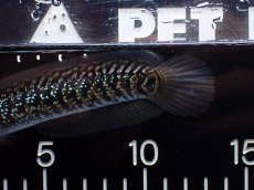 画像3: 【淡水魚】【通販】激レア No2 藍天目(Blue tenmoku)【個体販売】(±12cm)(大型魚・スネークヘッド)(生体)(熱帯魚)NKO (3)