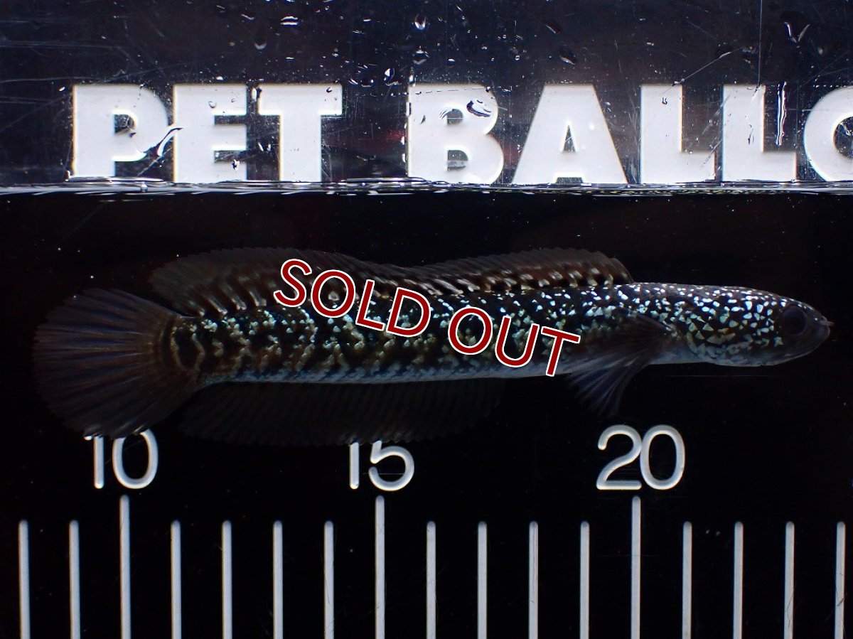 画像4: 【淡水魚】【通販】激レア No2 藍天目(Blue tenmoku)【個体販売】(±12cm)(大型魚・スネークヘッド)(生体)(熱帯魚)NKO (4)