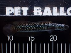 画像4: 【淡水魚】【通販】激レア No2 藍天目(Blue tenmoku)【個体販売】(±12cm)(大型魚・スネークヘッド)(生体)(熱帯魚)NKO (4)