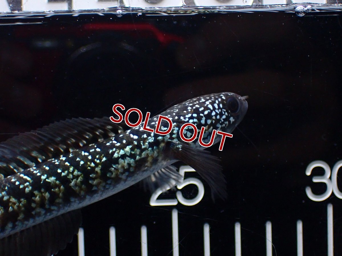 画像5: 【淡水魚】【通販】激レア No2 藍天目(Blue tenmoku)【個体販売】(±12cm)(大型魚・スネークヘッド)(生体)(熱帯魚)NKO (5)