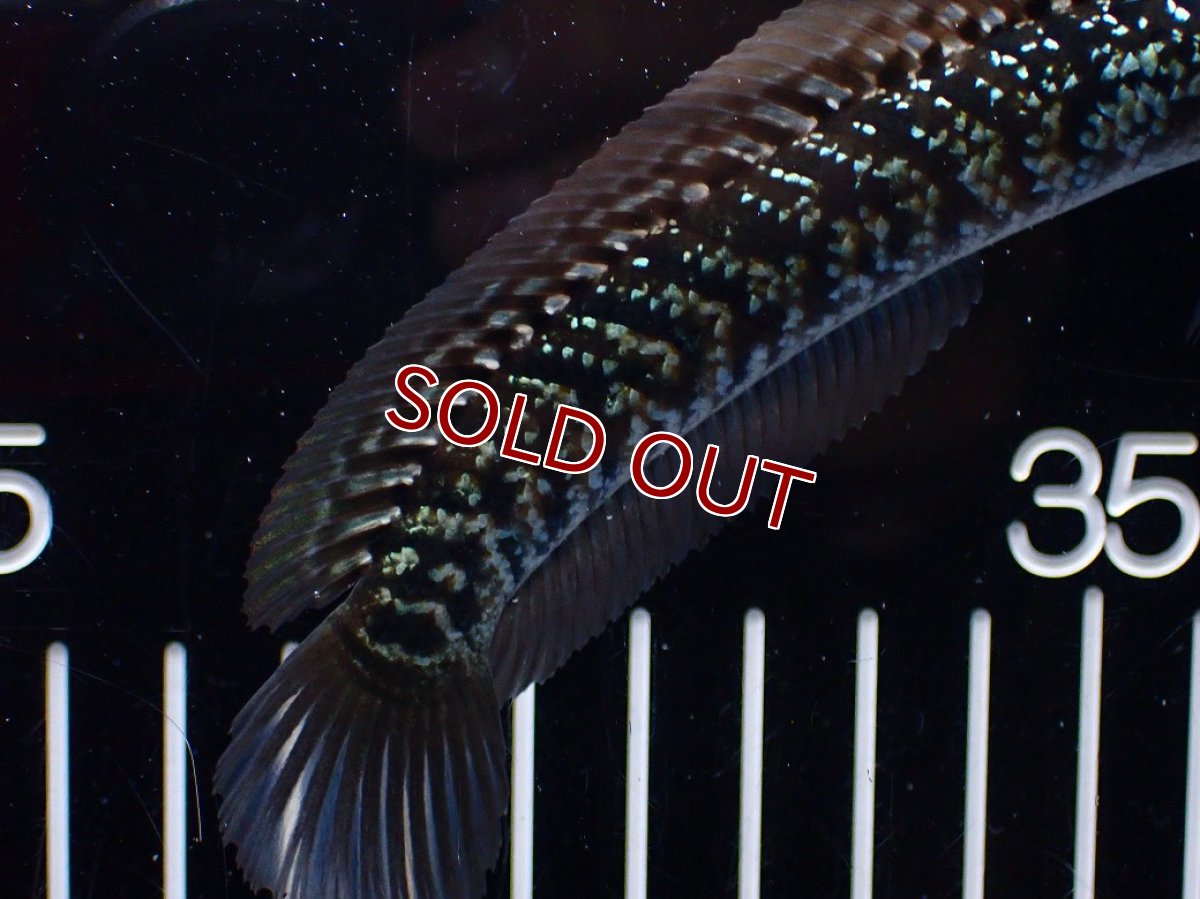 画像6: 【淡水魚】【通販】激レア No2 藍天目(Blue tenmoku)【個体販売】(±12cm)(大型魚・スネークヘッド)(生体)(熱帯魚)NKO (6)