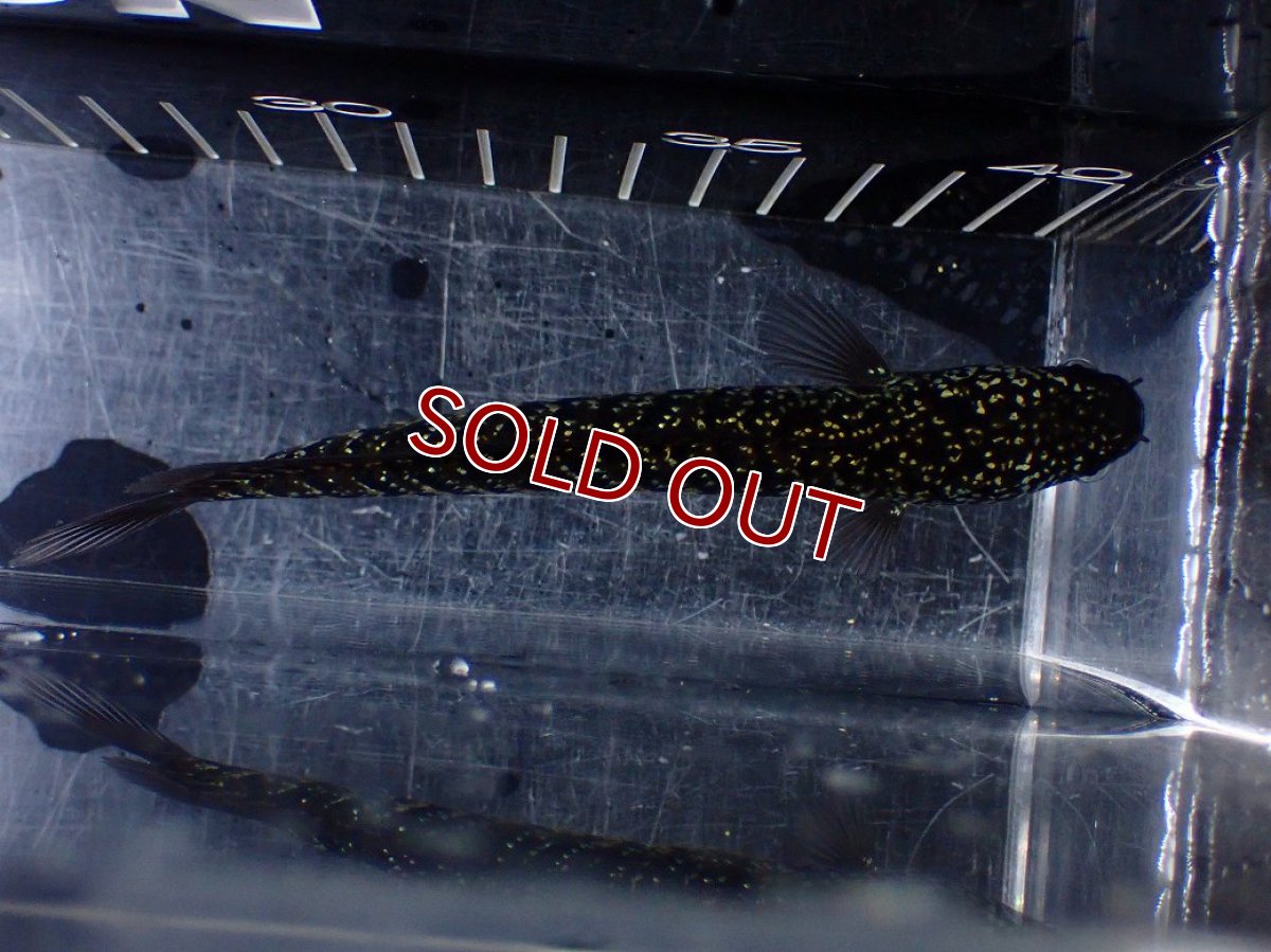 画像7: 【淡水魚】【通販】激レア No2 藍天目(Blue tenmoku)【個体販売】(±12cm)(大型魚・スネークヘッド)(生体)(熱帯魚)NKO (7)