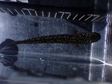 画像7: 【淡水魚】【通販】激レア No2 藍天目(Blue tenmoku)【個体販売】(±12cm)(大型魚・スネークヘッド)(生体)(熱帯魚)NKO (7)