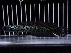 画像1: 【淡水魚】【通販】激レア No3 藍天目(Blue tenmoku)【個体販売】(±12cm)(大型魚・スネークヘッド)(生体)(熱帯魚)NKO (1)