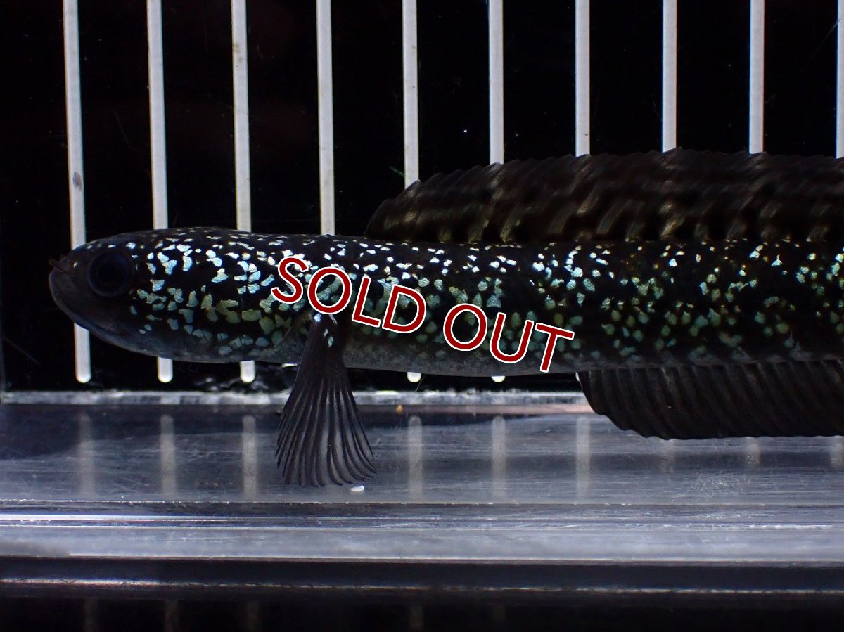 画像2: 【淡水魚】【通販】激レア No3 藍天目(Blue tenmoku)【個体販売】(±12cm)(大型魚・スネークヘッド)(生体)(熱帯魚)NKO (2)