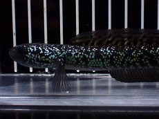 画像2: 【淡水魚】【通販】激レア No3 藍天目(Blue tenmoku)【個体販売】(±12cm)(大型魚・スネークヘッド)(生体)(熱帯魚)NKO (2)