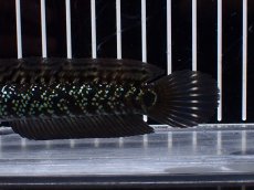 画像3: 【淡水魚】【通販】激レア No3 藍天目(Blue tenmoku)【個体販売】(±12cm)(大型魚・スネークヘッド)(生体)(熱帯魚)NKO (3)