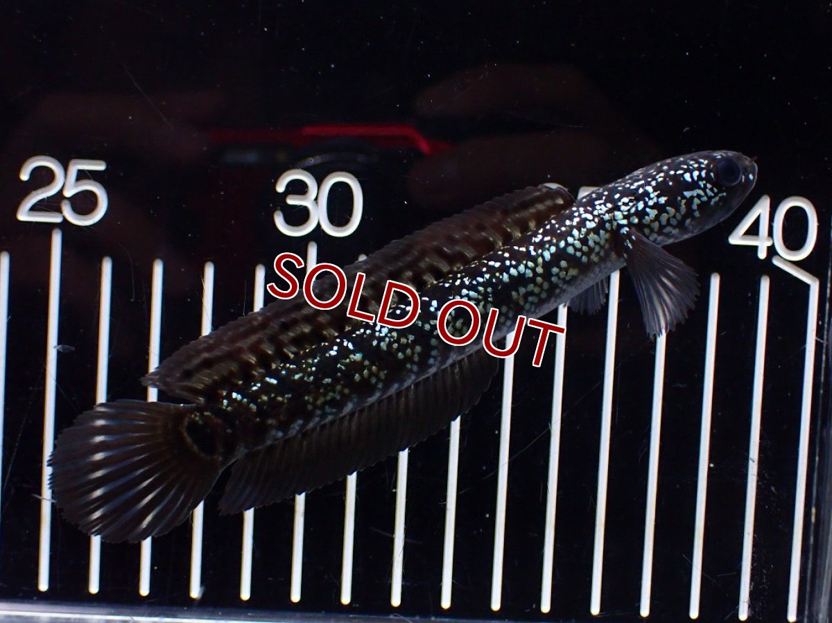 画像4: 【淡水魚】【通販】激レア No3 藍天目(Blue tenmoku)【個体販売】(±12cm)(大型魚・スネークヘッド)(生体)(熱帯魚)NKO (4)