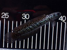 画像4: 【淡水魚】【通販】激レア No3 藍天目(Blue tenmoku)【個体販売】(±12cm)(大型魚・スネークヘッド)(生体)(熱帯魚)NKO (4)