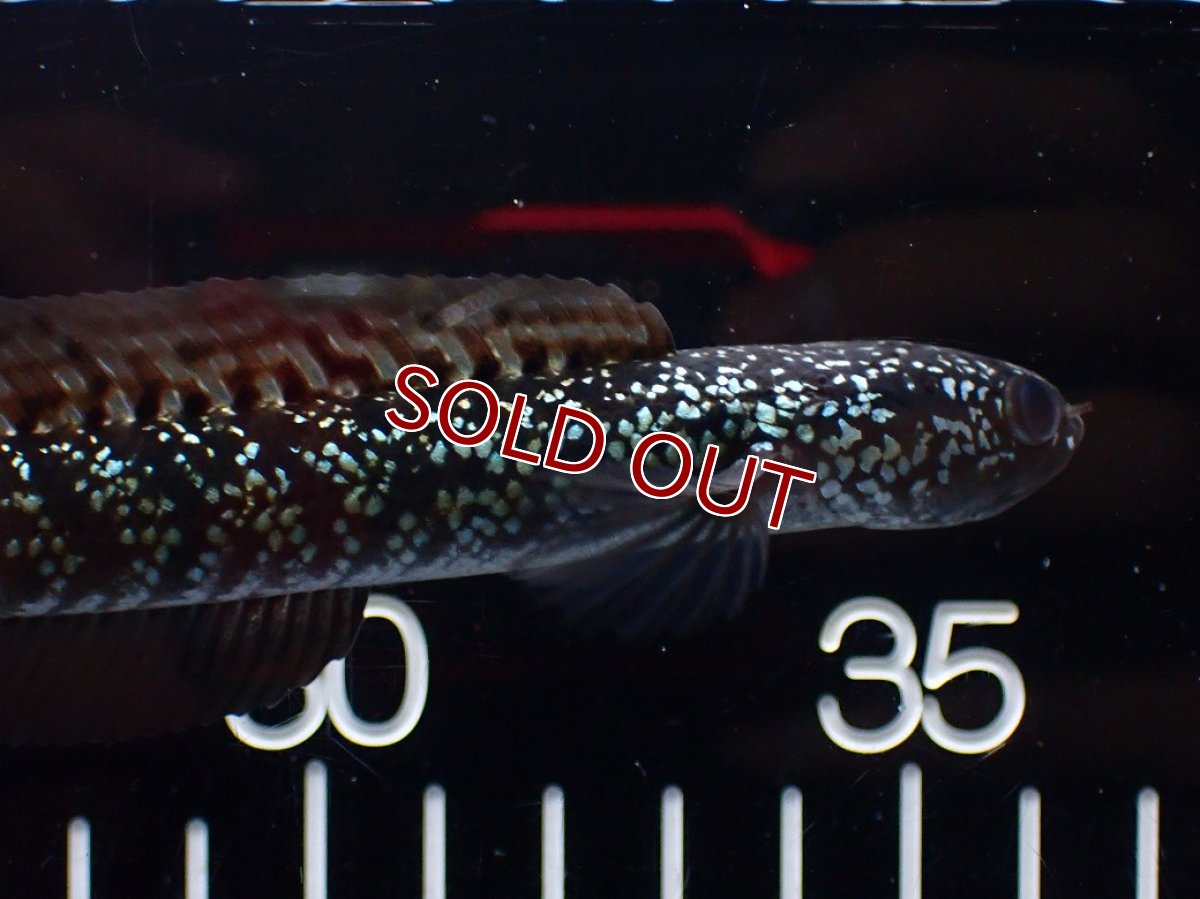 画像5: 【淡水魚】【通販】激レア No3 藍天目(Blue tenmoku)【個体販売】(±12cm)(大型魚・スネークヘッド)(生体)(熱帯魚)NKO (5)