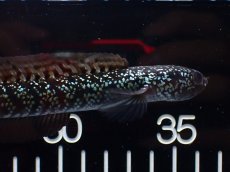 画像5: 【淡水魚】【通販】激レア No3 藍天目(Blue tenmoku)【個体販売】(±12cm)(大型魚・スネークヘッド)(生体)(熱帯魚)NKO (5)